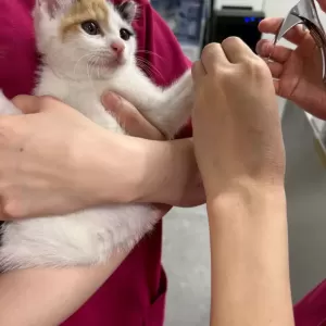 保護猫日記🐱のサムネイル