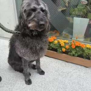 あんこ日記🐶のサムネイル