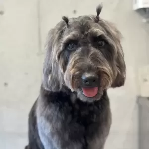 あんこ日記🐶のサムネイル