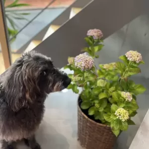 あんこ日記🐶のサムネイル