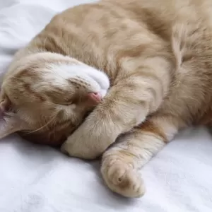 猫の目やにが白くてネバネバする原因と対策のサムネイル