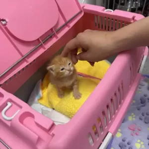 保護猫日記🐱のサムネイル