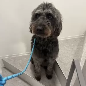 あんこ日記🐶のサムネイル