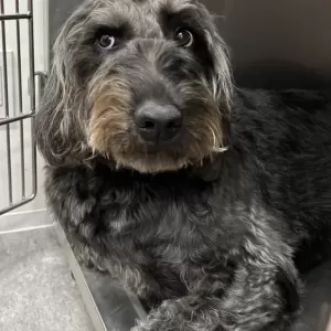 あんこ日記🐶のサムネイル