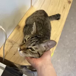 保護猫日記🐱のサムネイル