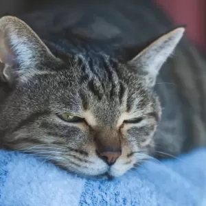 猫が嘔吐を繰り返す原因と対策｜健康管理のポイントのサムネイル