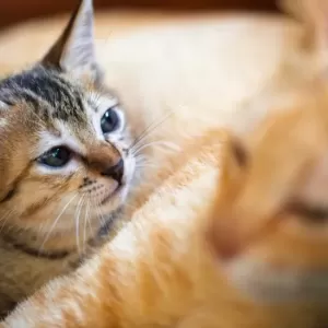 猫が突然よだれを垂らす原因とは？考えられる理由と対処法のサムネイル