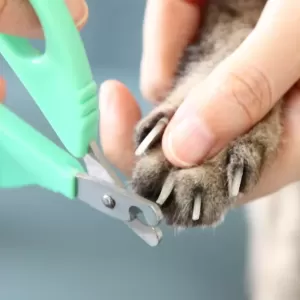 子猫の爪切りはいつから始めるべき？適切なタイミングと方法を解説のサムネイル