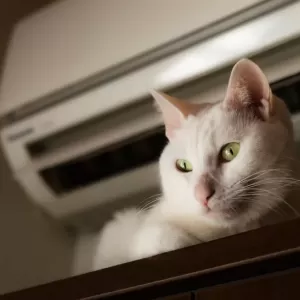 猫とエアコンの適切な温度設定｜快適な環境作りのポイントのサムネイル
