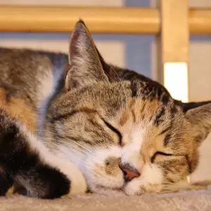 猫の食欲不振と睡眠が多い原因と対策のサムネイル