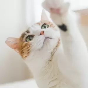 猫が尻尾でペシペシしてくる理由とその対応法のサムネイル