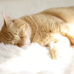猫が寝ている時にピクピクする理由とその観察ポイントのサムネイル