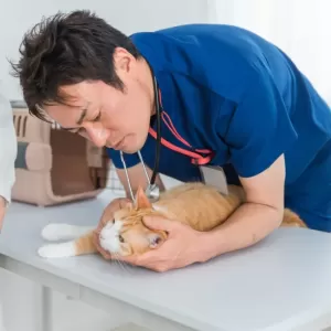 猫の耳血腫の初期症状と対処法のサムネイル