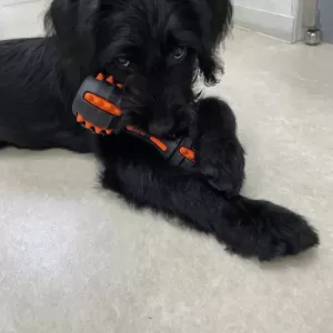あんこ日記🐶のサムネイル