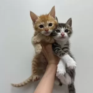 保護猫日記🐱のサムネイル