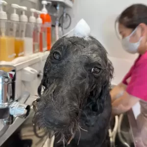 あんこ日記🐶のサムネイル