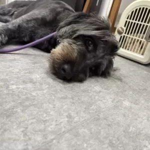 あんこ日記🐶のサムネイル