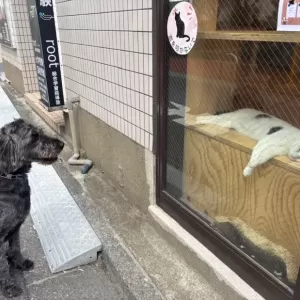 あんこ日記🐶のサムネイル
