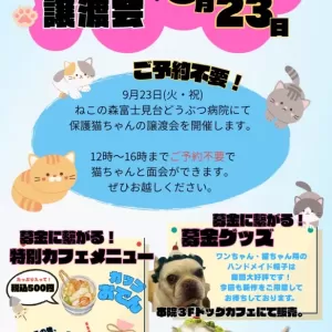 保護猫譲渡会開催します😻のサムネイル