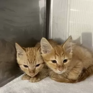 新入りちゃんが来ました🐱のサムネイル