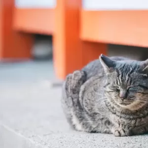 猫がウイルス感染しやすい時期と注意点のサムネイル