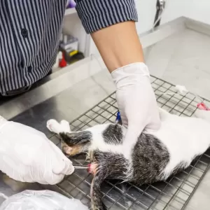 猫の嘔吐、下痢、元気がない時の対処法と原因のサムネイル