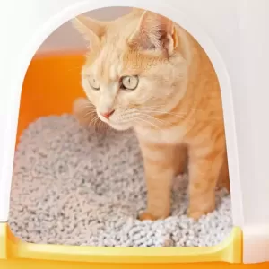 猫の尿が出ないときの応急処置と対処法のサムネイル