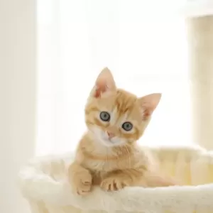 子猫のためのノミダニ薬：使用開始時期と注意点のサムネイル