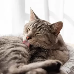 猫が毛づくろいをする理由｜本能と健康維持の役割のサムネイル
