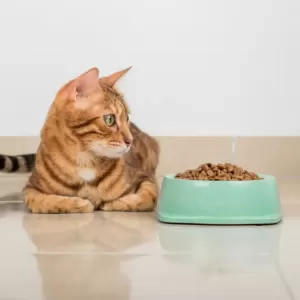 猫の食欲がなく元気がないときの対処法と考えられる原因のサムネイル