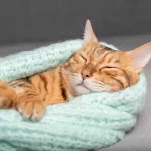 猫が寝ている時にピクピクする理由とは？原因と対策のサムネイル