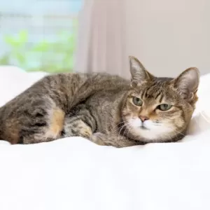 猫の腎不全の初期症状と早期発見のポイントのサムネイル