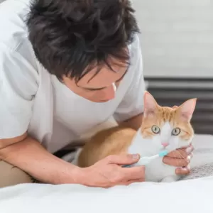 猫の口内炎に配慮した食事｜健康維持と痛み軽減のためにのサムネイル