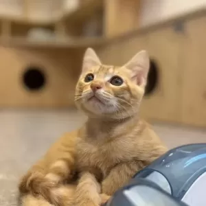 保護猫日記🐱のサムネイル
