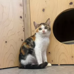 保護猫日記🐱のサムネイル