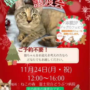 11月のおしらせ🌟のサムネイル