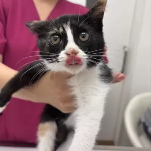 新入り🐱が来ました✨のサムネイル