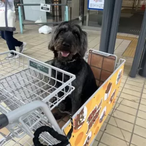 あんこ日記🐶のサムネイル