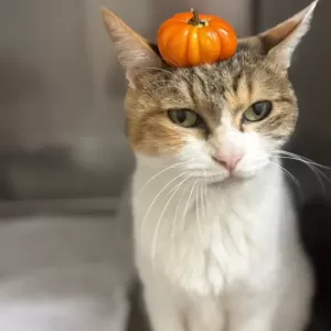 11月スタートしました🌛のサムネイル