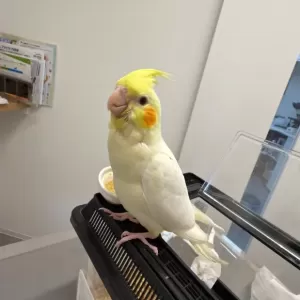 オカメインコがきました🐦のサムネイル
