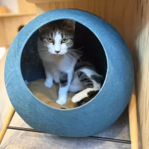 保護猫日記🐱のサムネイル