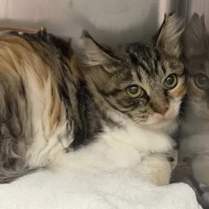 保護猫日記🐱のサムネイル