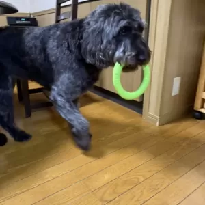 あんこ日記🐶のサムネイル