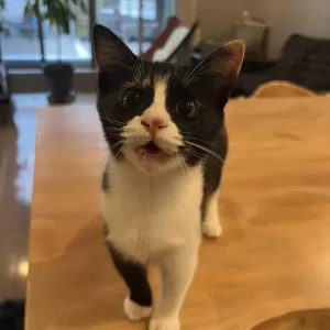 保護猫日記🐱のサムネイル