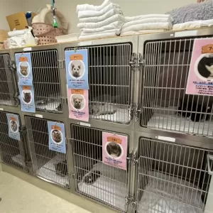 譲渡会無事終了しました🐱のサムネイル