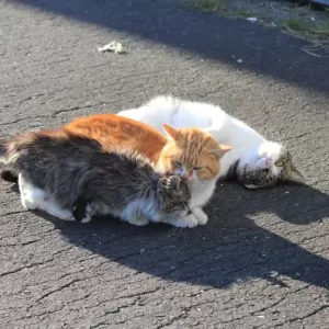 猫がくっついて寝る理由とその魅力｜猫との心地よい時間を楽しむためにのサムネイル