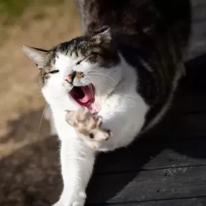 猫のあくびの意味とその理由｜猫の行動を深く理解しようのサムネイル