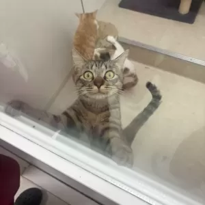 保護猫日記🐱のサムネイル