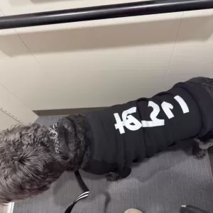 あんこ日記🐱のサムネイル