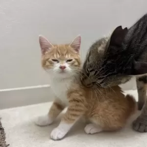 保護猫日記🐱のサムネイル